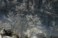 北沢に沿って木は霧氷に