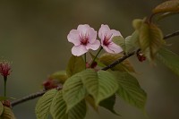 西丹沢の山桜