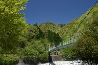西丹沢つり橋と新緑